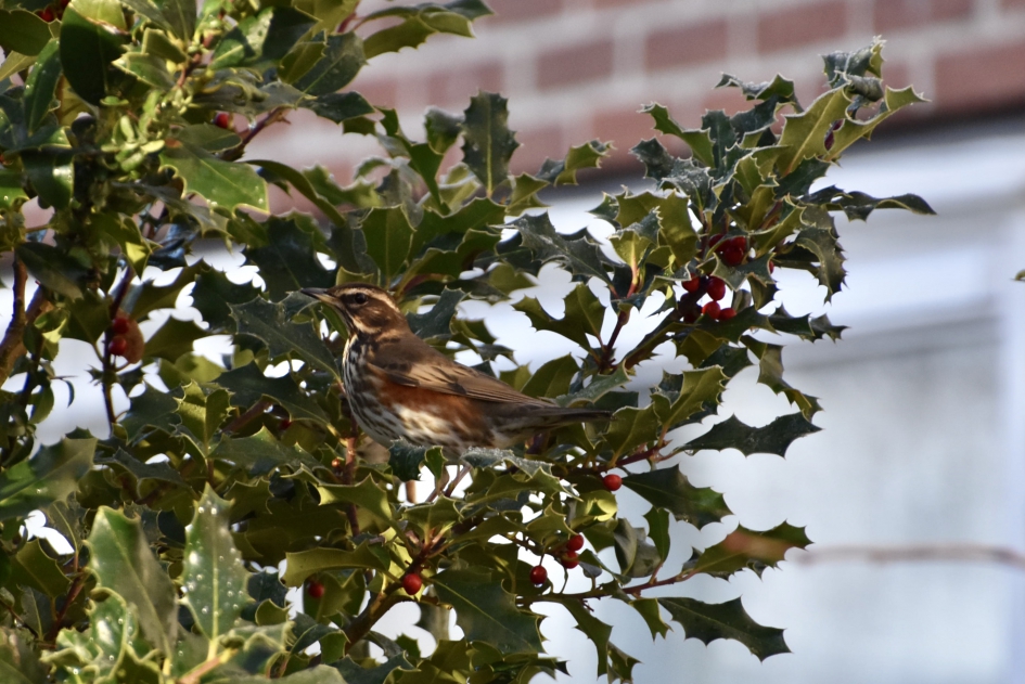 Koperwiek - Vogels - 