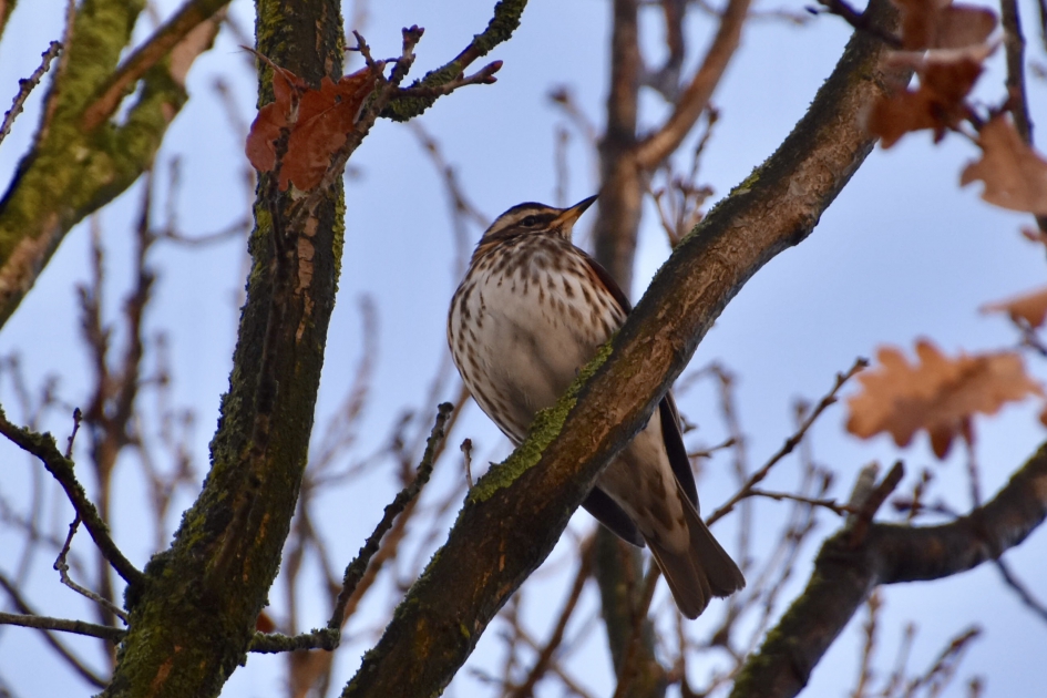 Koperwiek - Vogels - 