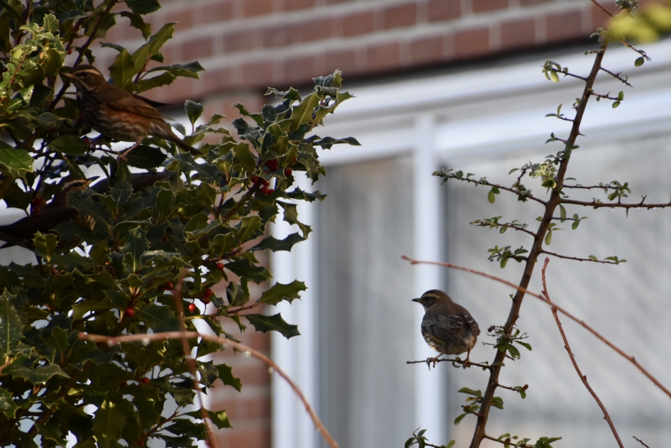 Koperwieken - Vogels - 