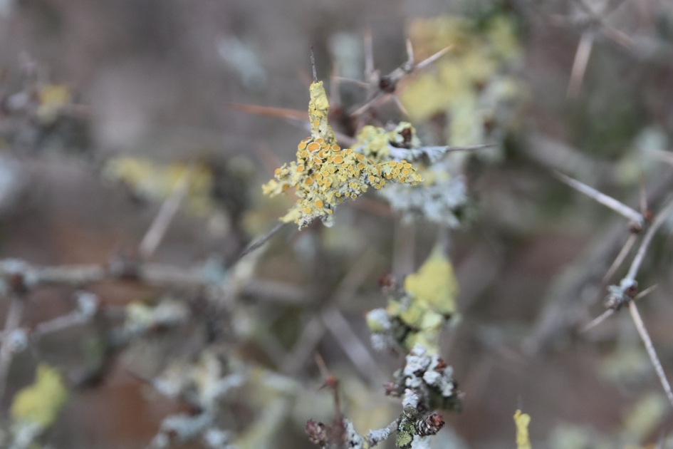 Korstmos - Schimmels - 