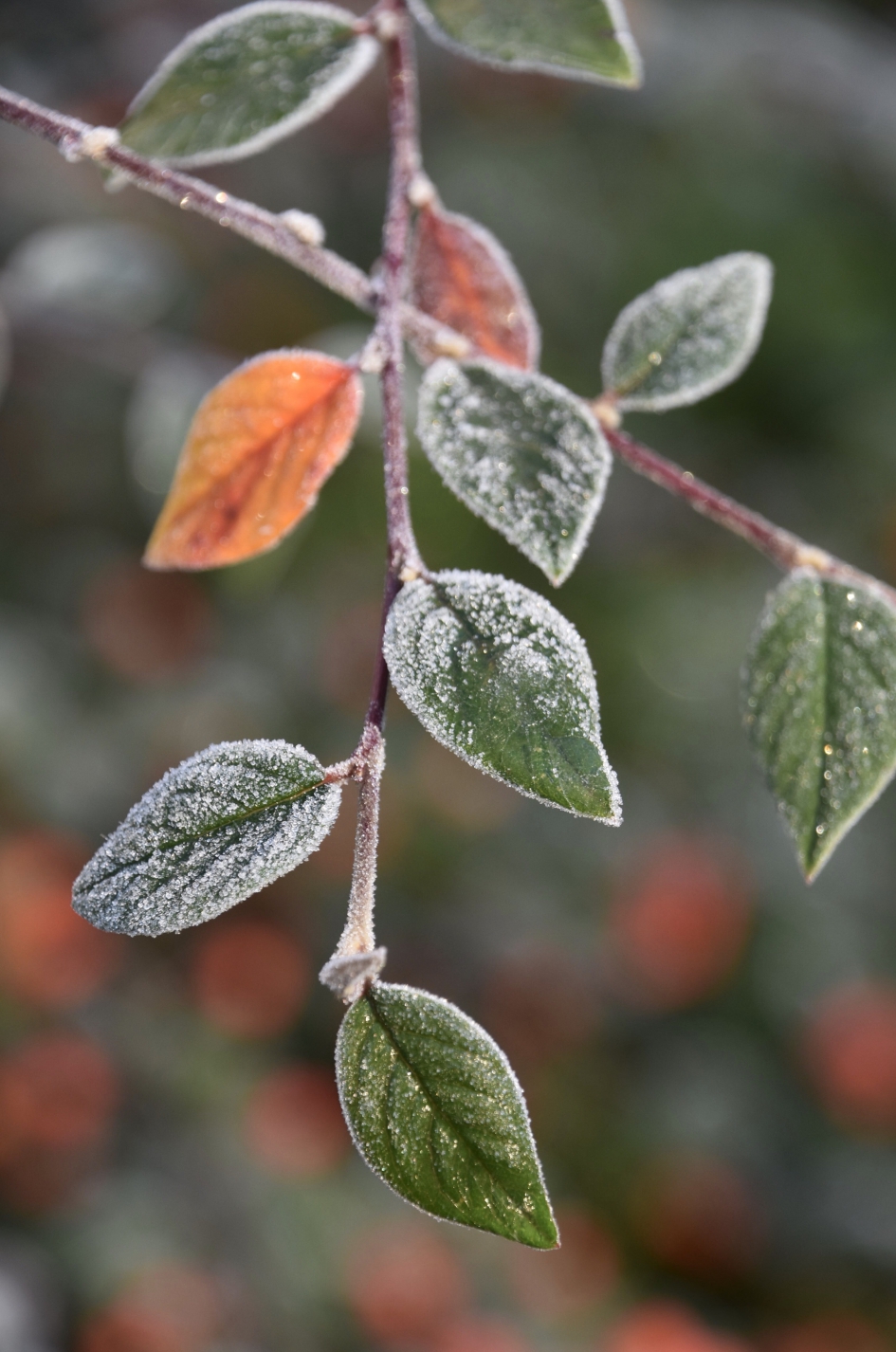 Koud, brrr - Planten - 