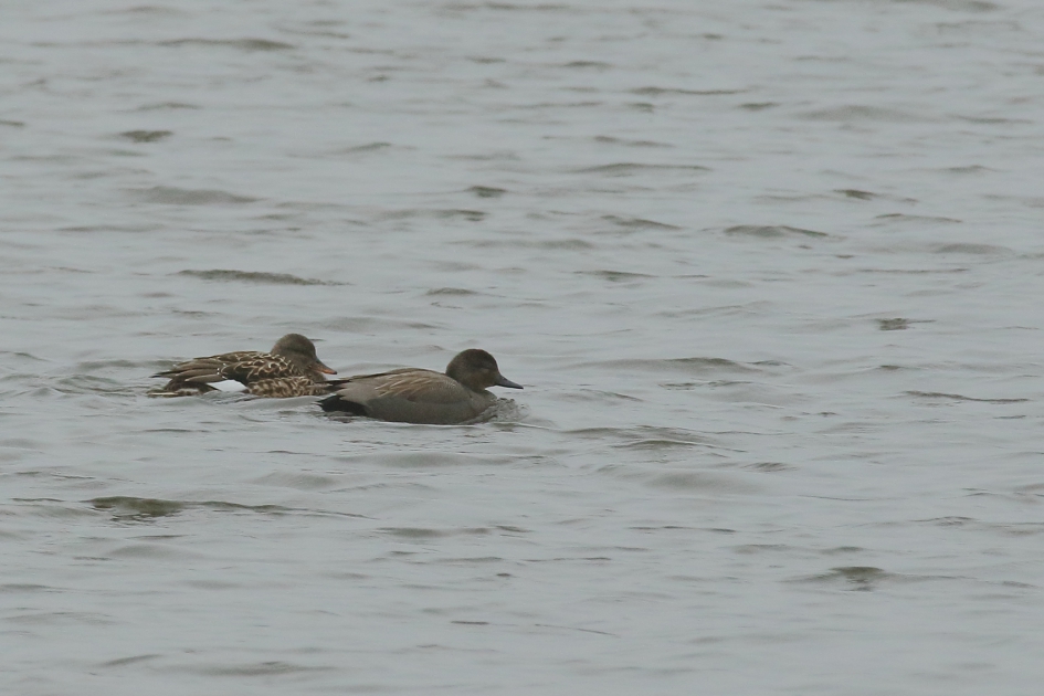 krakeend koppel - Vogels - krakeend
