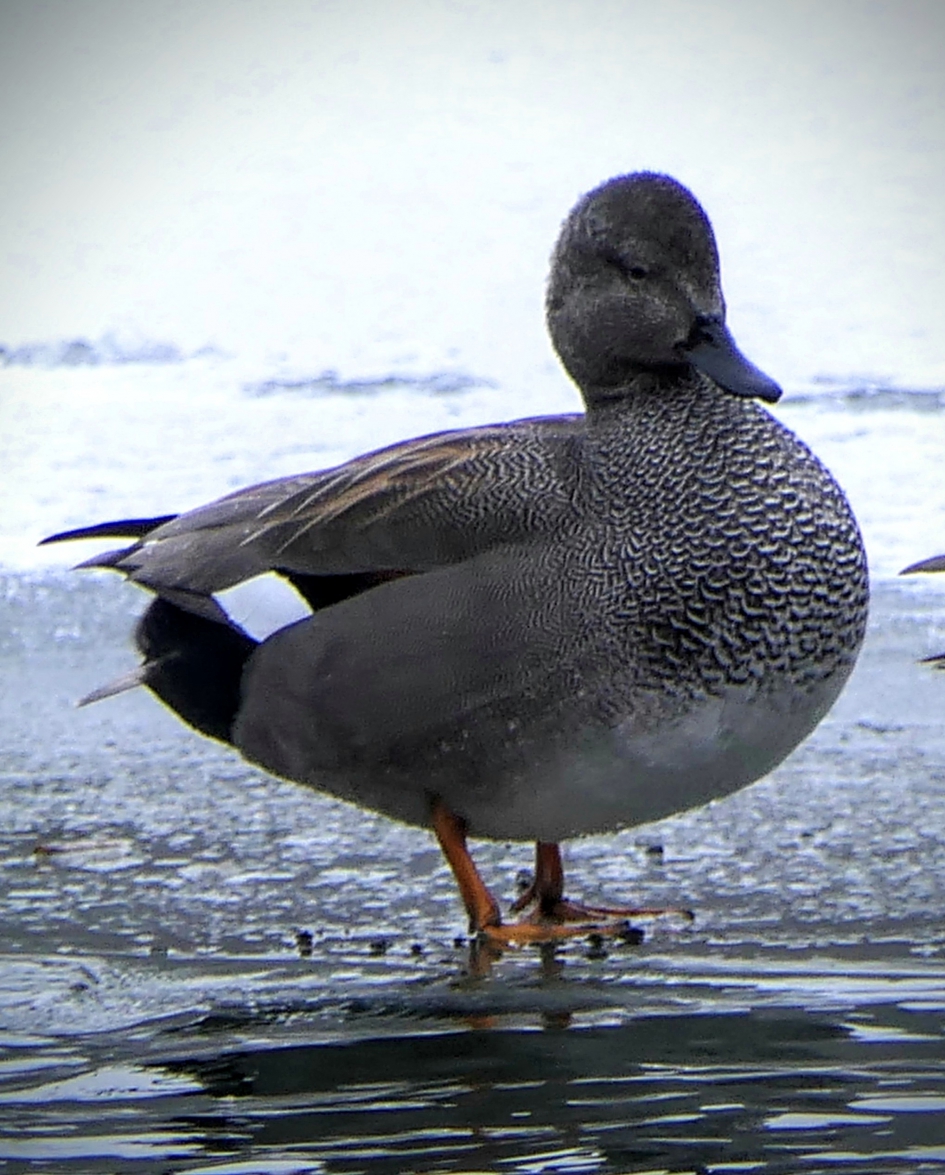 Krakeend on ice. - Vogels - Krakeend