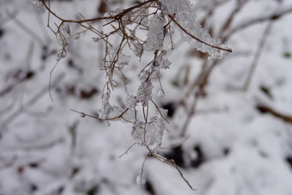 Kristallen - Planten - 