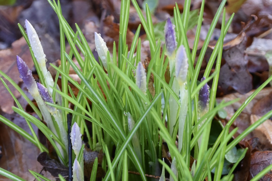 Krokussen na de regen - Planten - 