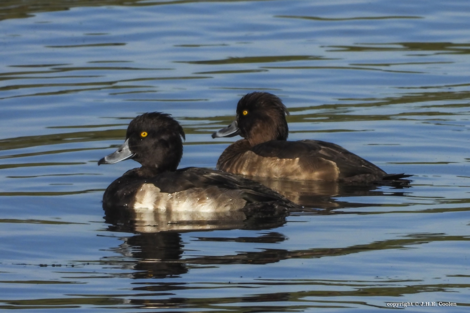 Kuifeend - Vogels - Kuifeend