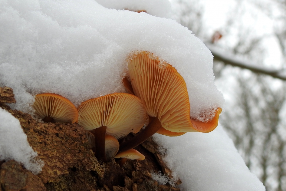 Kwestie van doorgaan - Schimmels - Fluweelpootje