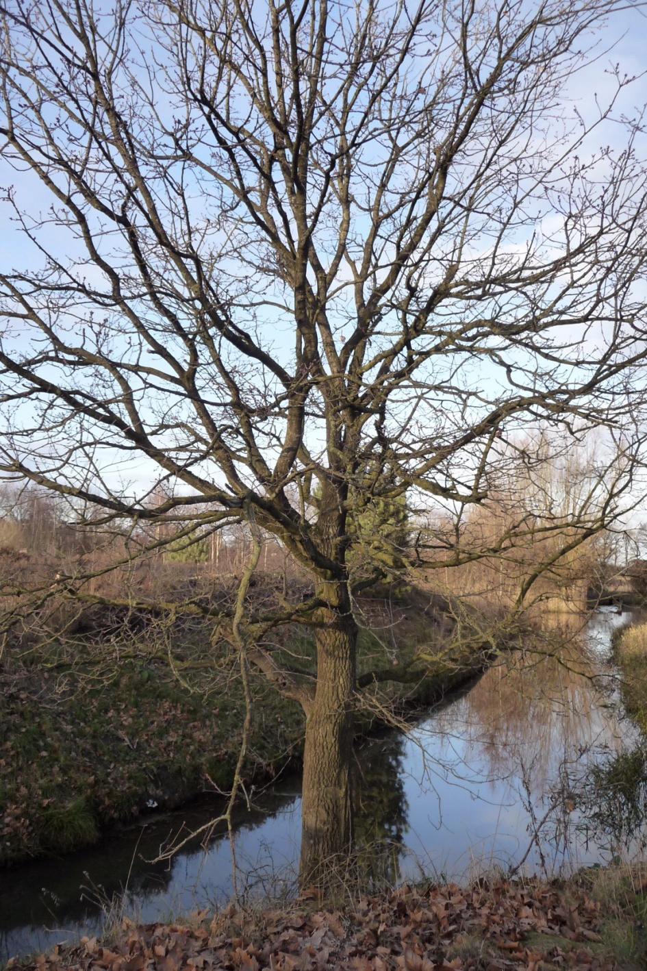 Langs een sloot - Planten - 