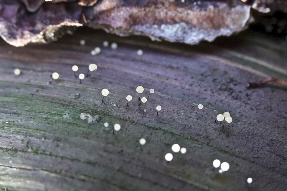 Langstelig Kroeskopje - Schimmels - 