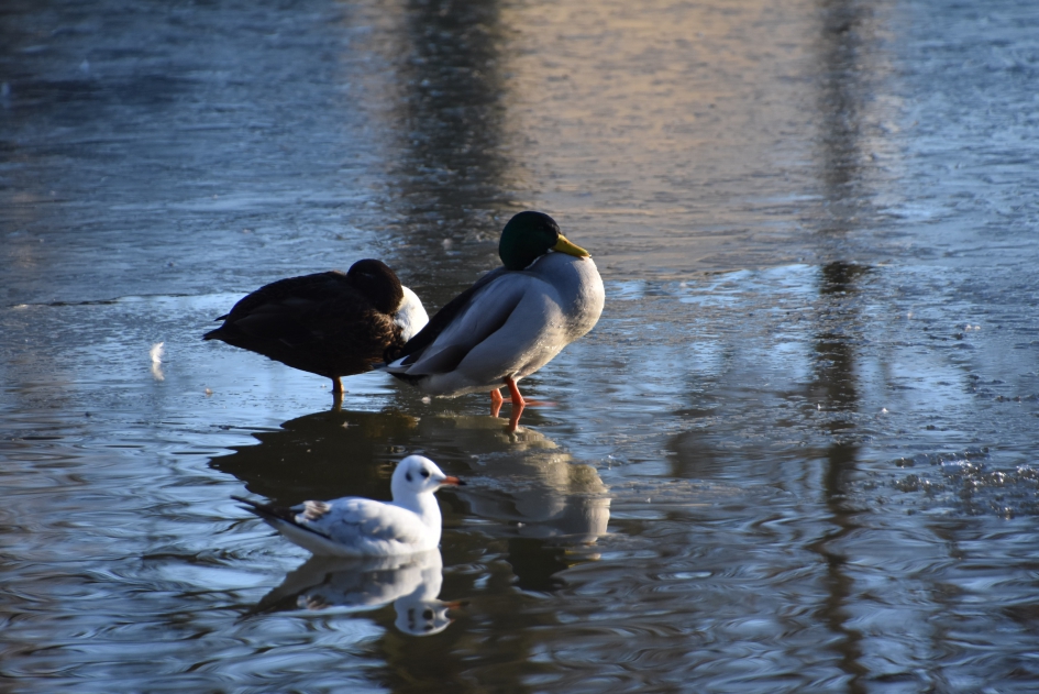 Lekker in het zonnetje op het ijs - Vogels - 