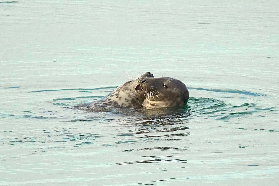 Lief - Zoogdieren - Grijze Zeehond