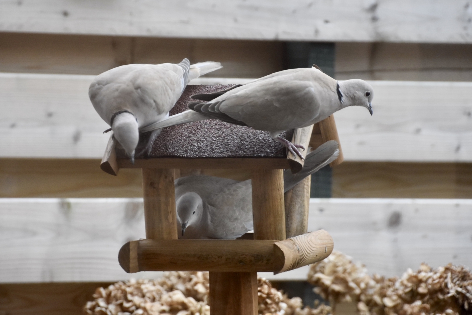 Mag ik ook even... - Vogels - 