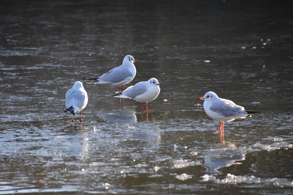 Meeuwen op het ijs - Vogels - 
