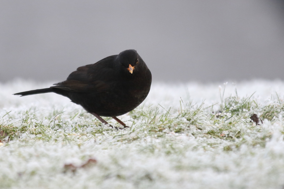 merel -m- - Vogels - merel -m-