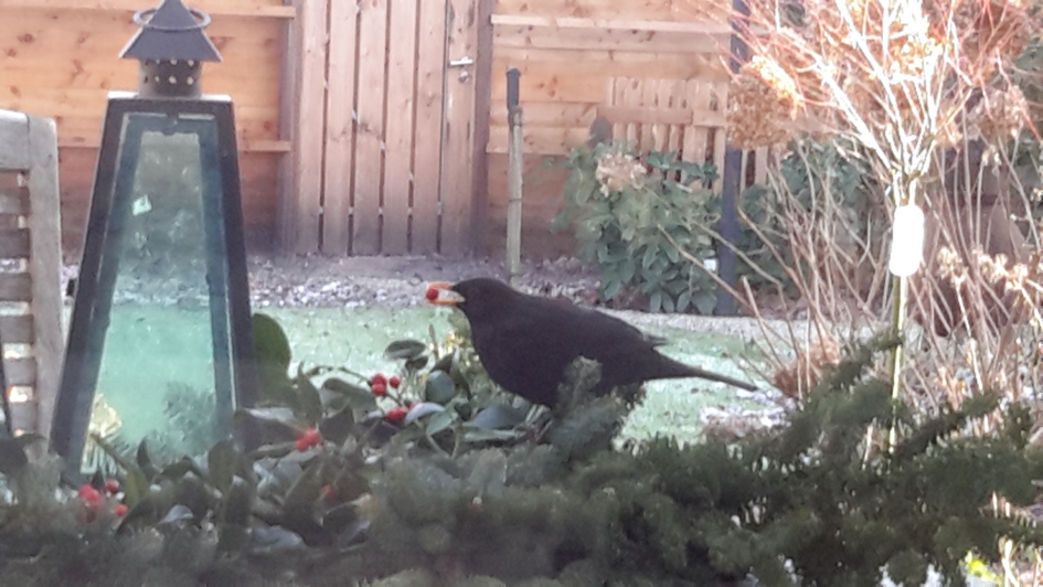Merel - Vogels - merel