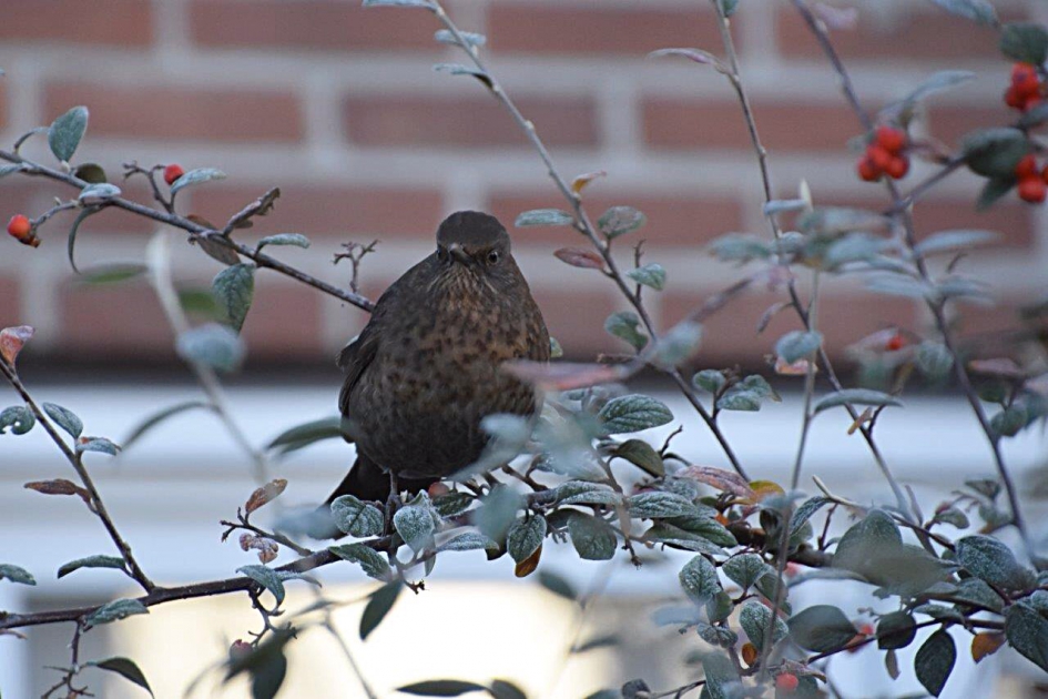 Merel (v) - Vogels - 