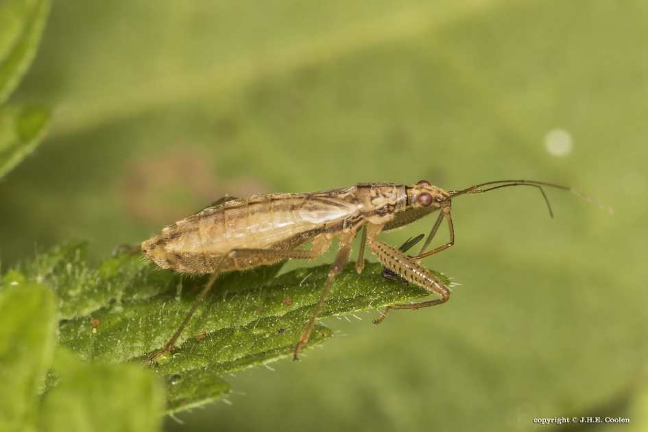 Moerassikkelwants (Nabis limbatus) - Geleedpotigen - Moerassikkelwants