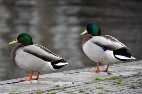 Met z’n tweeën ben je sterk