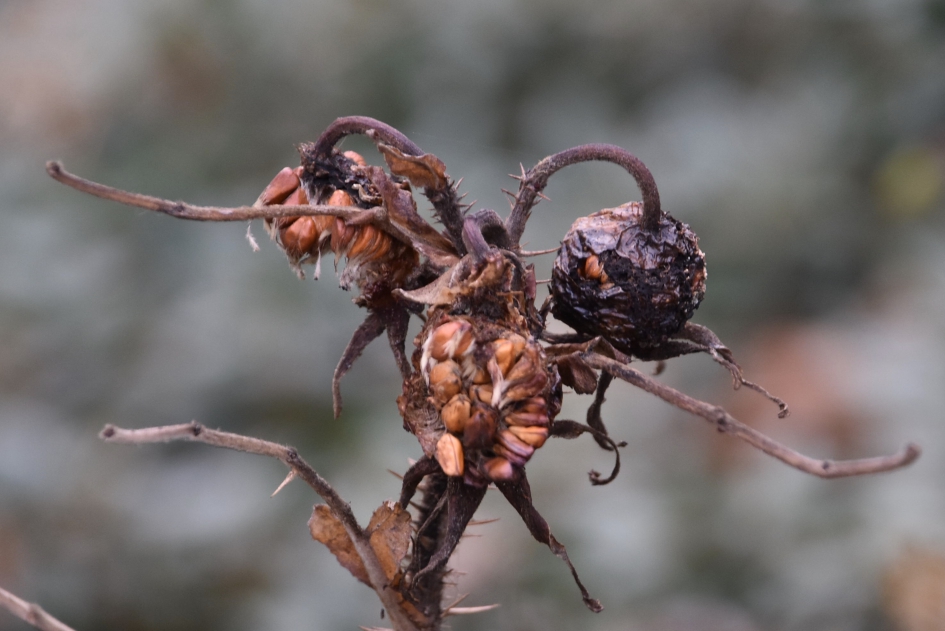 De zaden liggen bloot - Planten - 