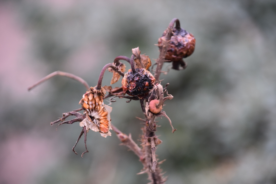 De zaden van de bottels - Planten - 