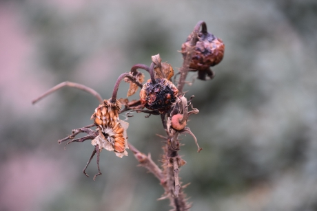 De zaden van de bottels