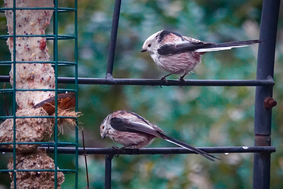 Natte bolletjes - Vogels - Staartmees