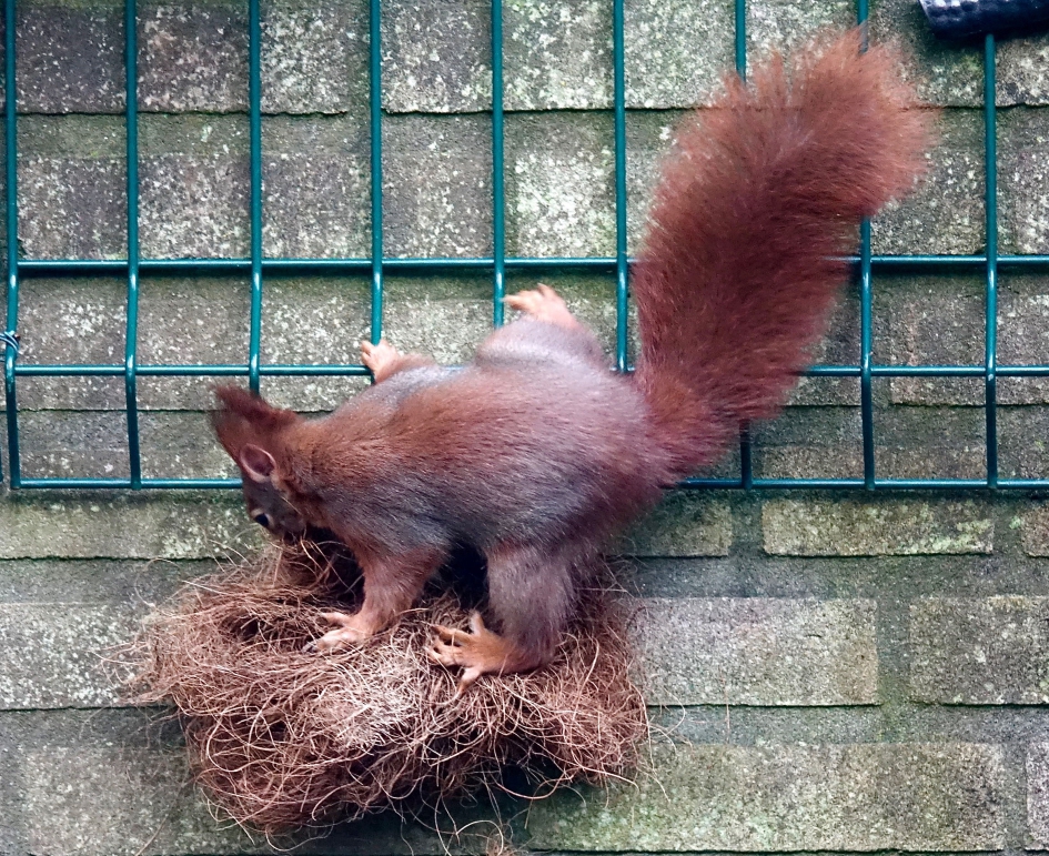 Nestmateriaal verzamelaar - Zoogdieren - Eekhoorn