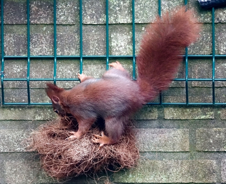 Nestmateriaal verzamelaar