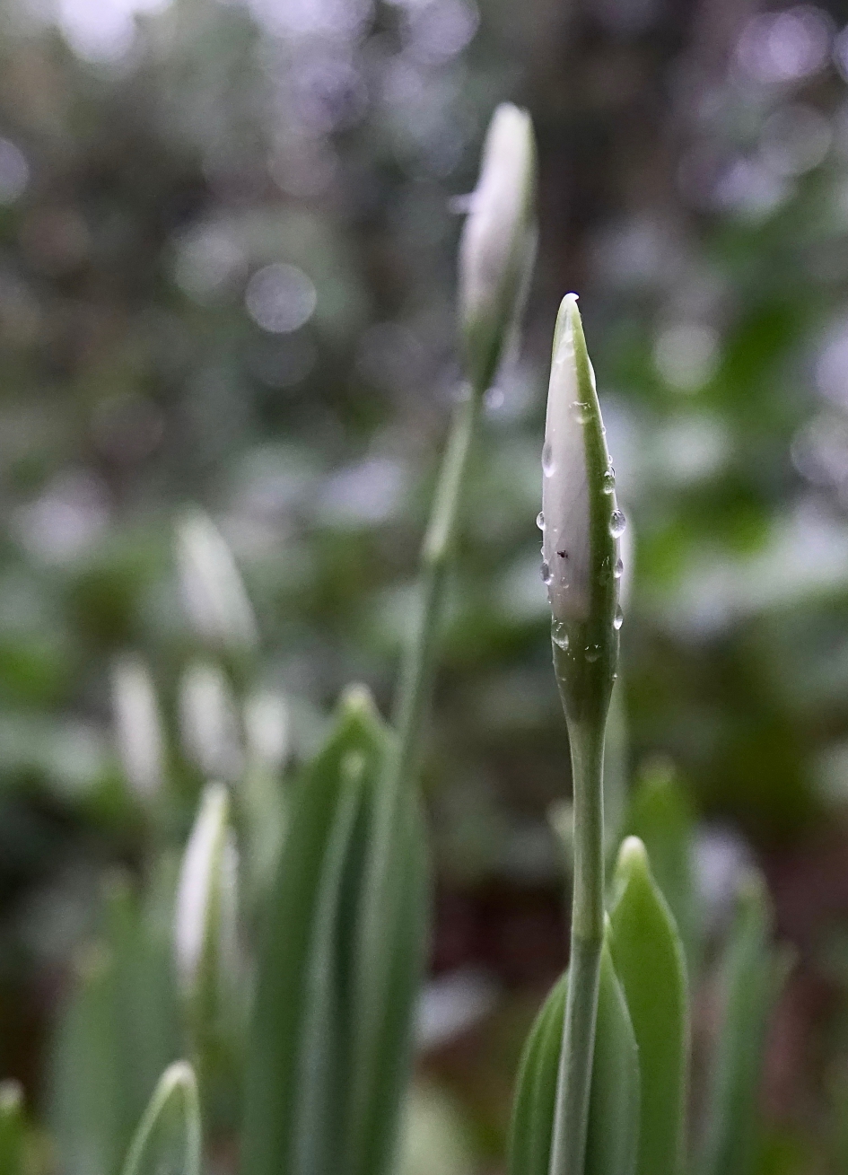 Nieuw(jaar) Sneeuwklokje - Planten - Sneeuwklokje