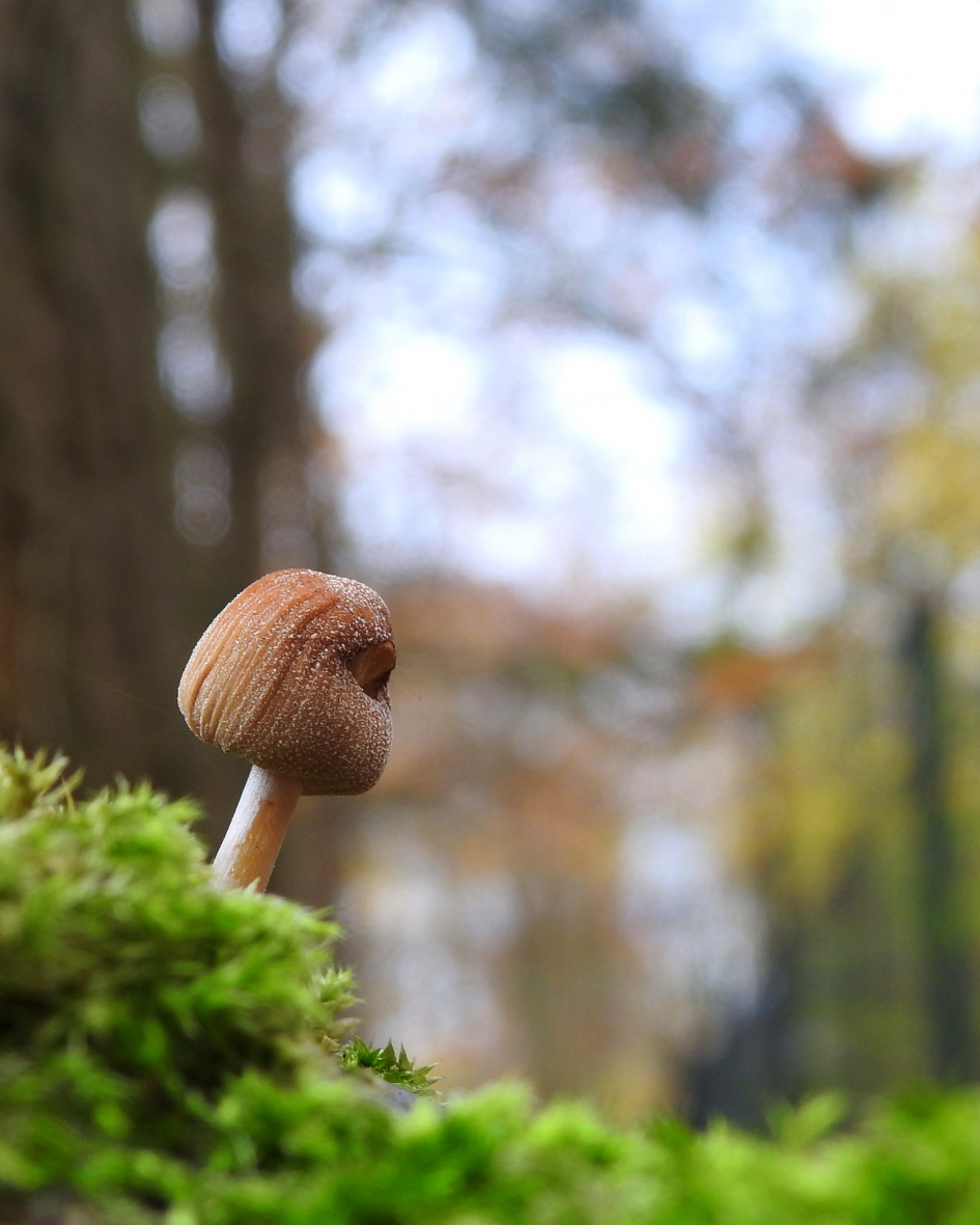 Nobody's perfect - Schimmels - Gewone glimmerinktzwam