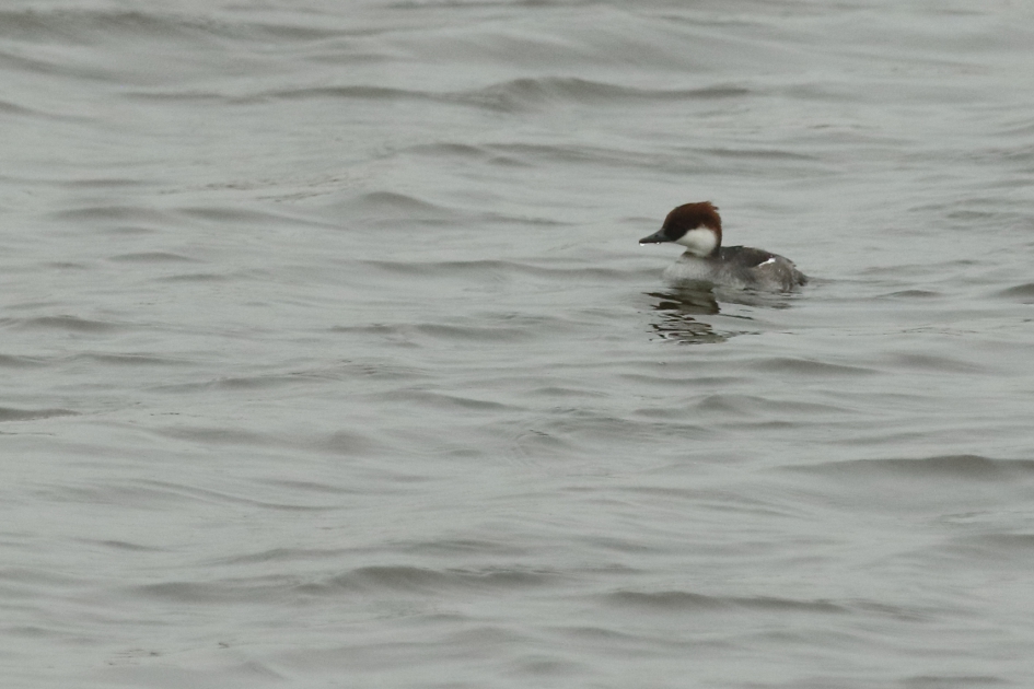 nonnetje -v- - Vogels - nonnetje