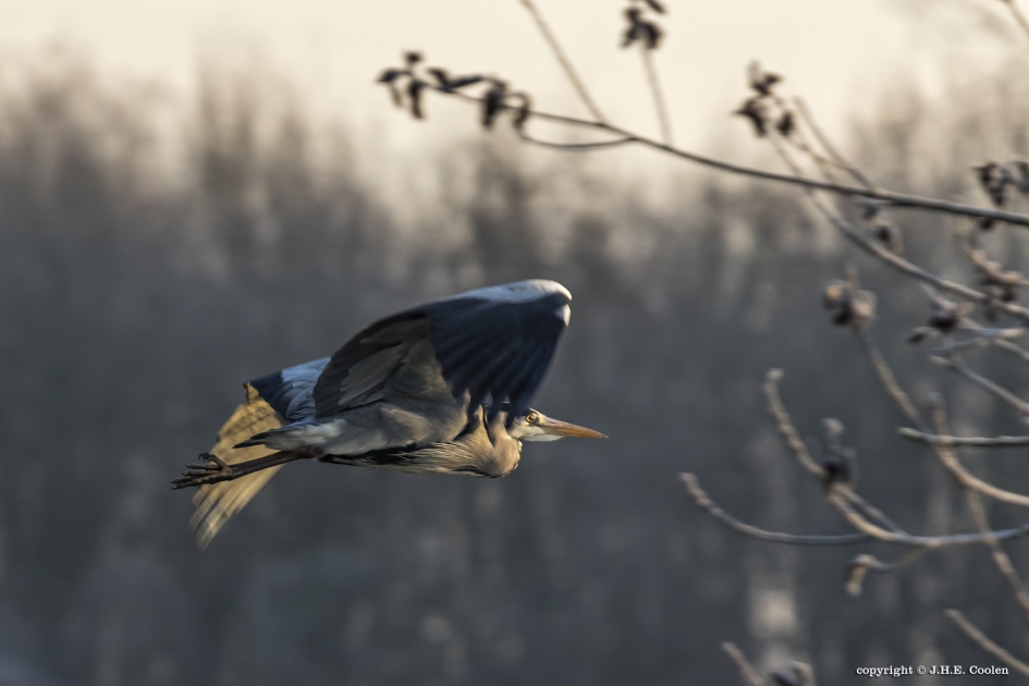 Opvlieger - Vogels - Blauwe reiger
