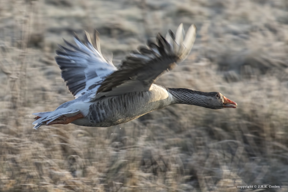 Opvlieger - Vogels - Gans