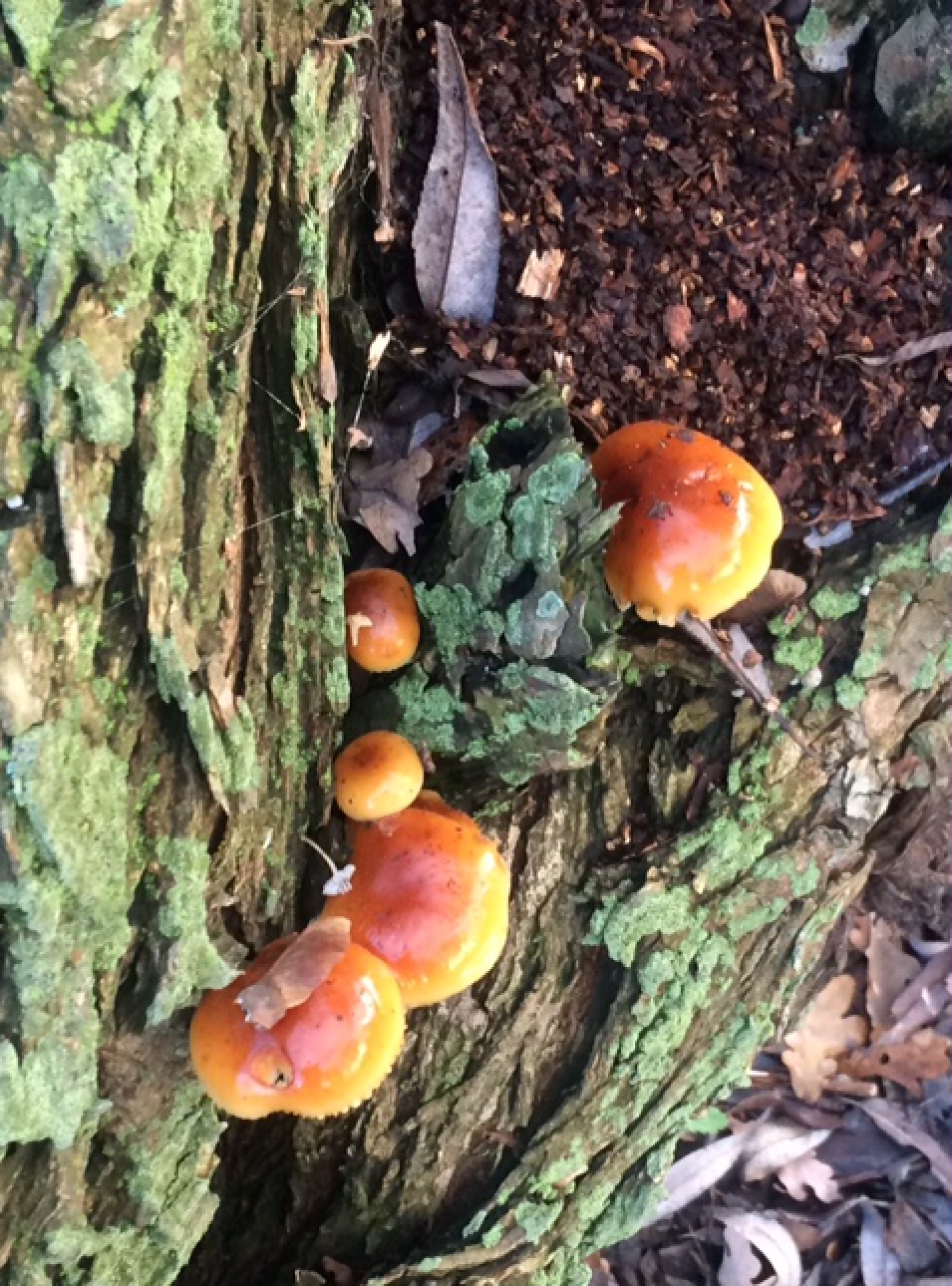 Oranje zwammetje - Schimmels - Zwam