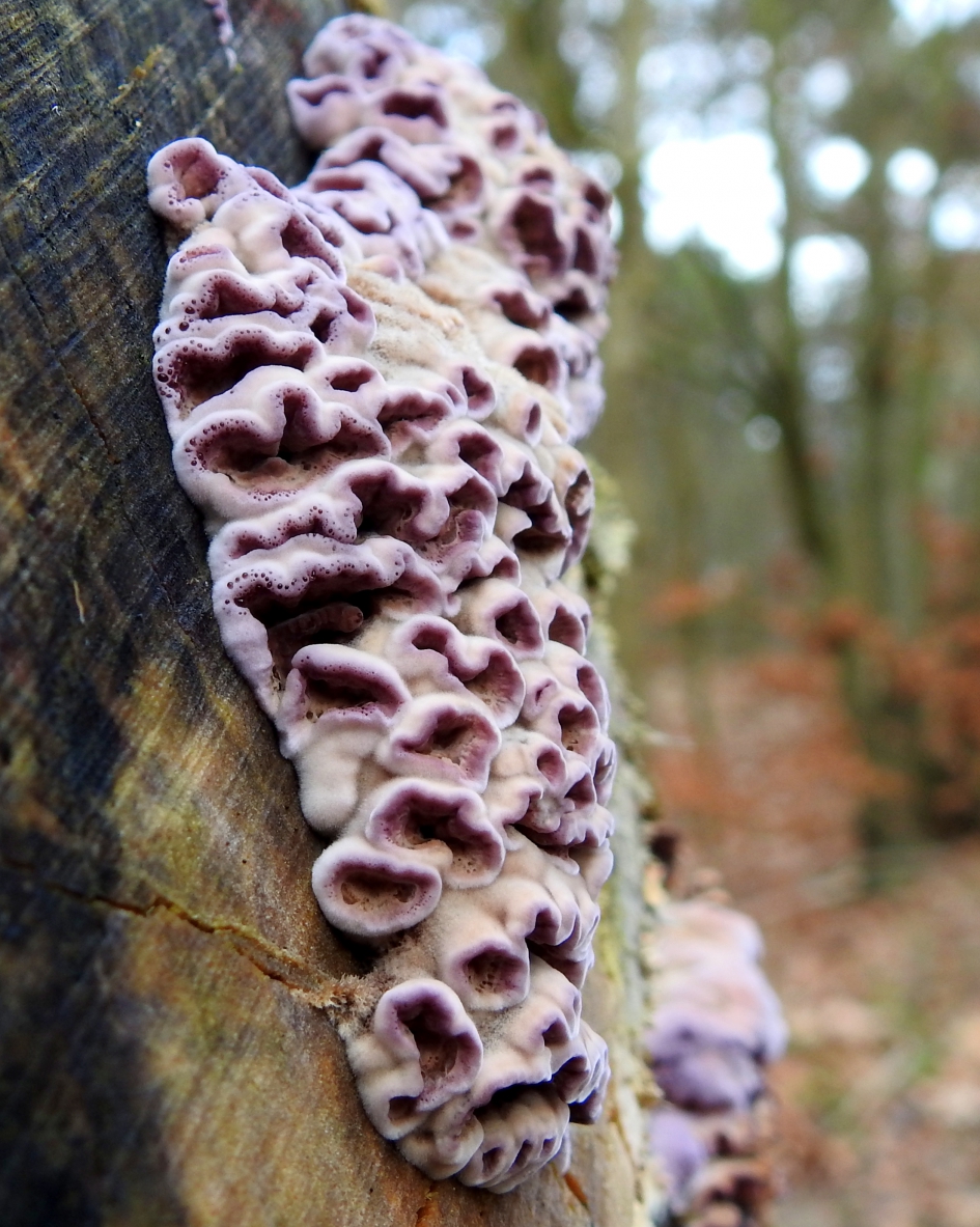 Paarse korstzwam - Schimmels - Paarse korstzwam