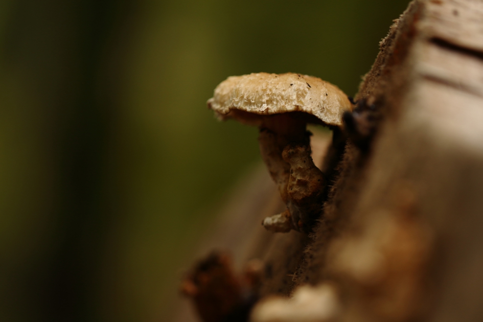 schubbige bundelzwam - Schimmels - 