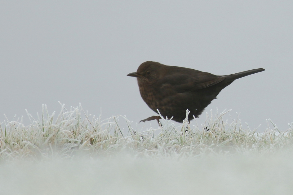 parmantig - Vogels - merel - v-