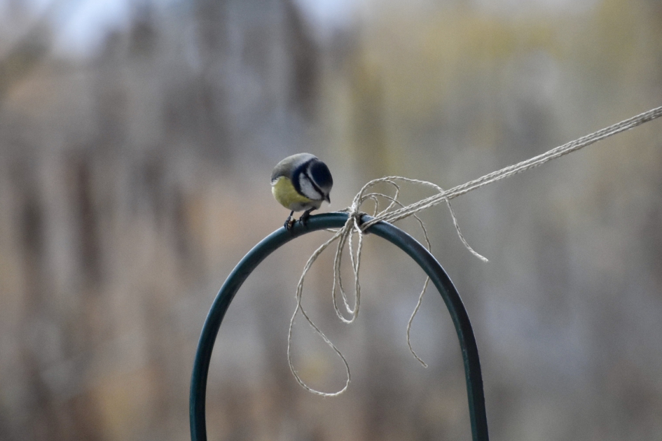 Pimpelmees - Vogels - 