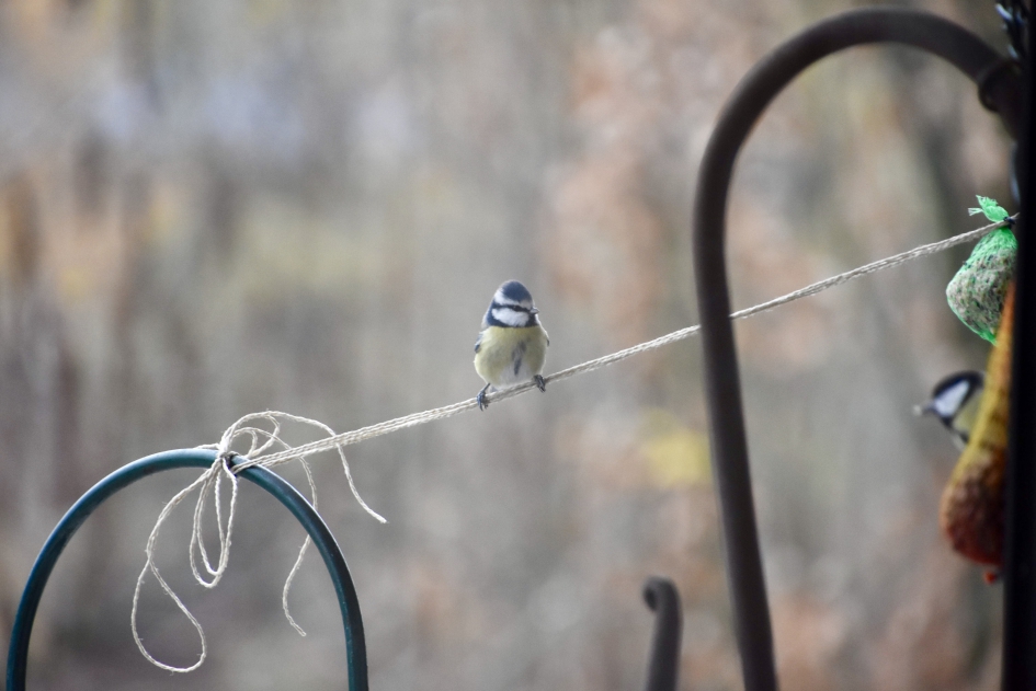 Pimpelmees - Vogels - 