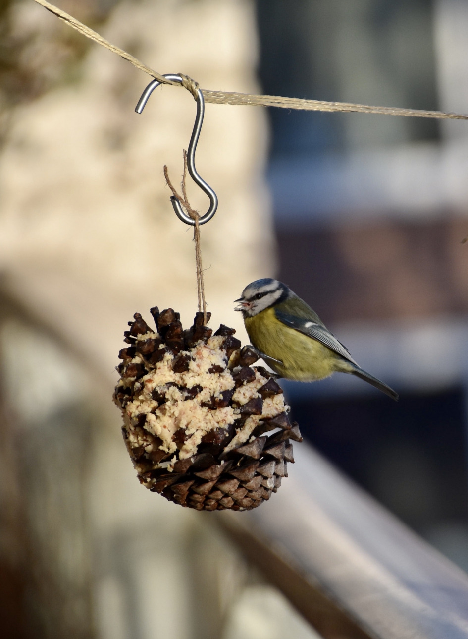 Pimpelmees - Vogels - 