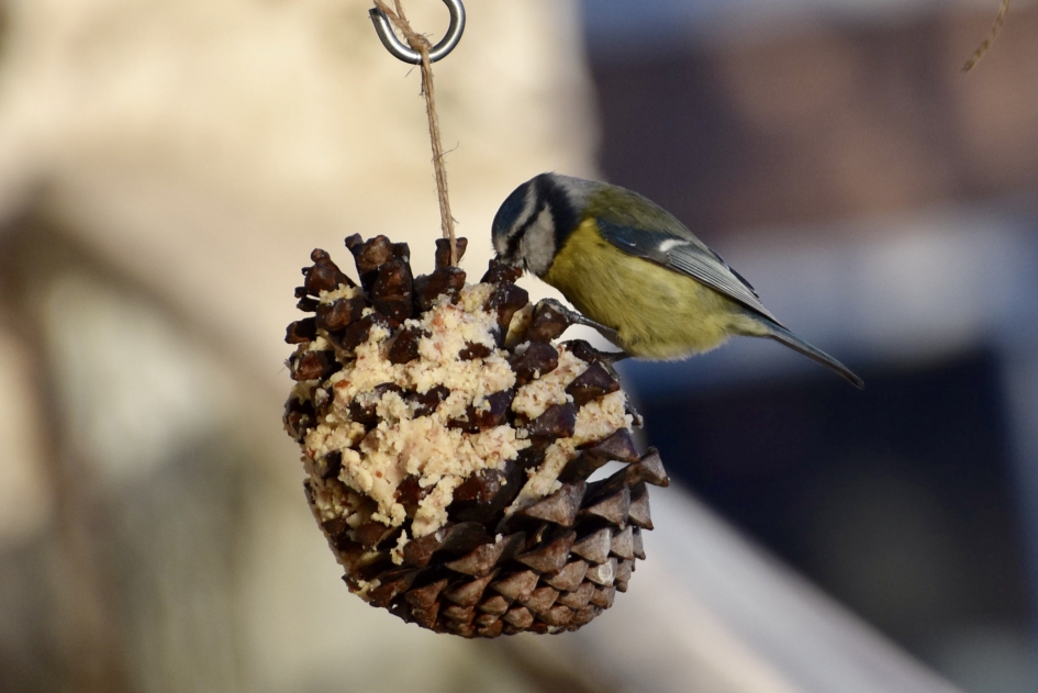 Pimpelmees - Vogels - 