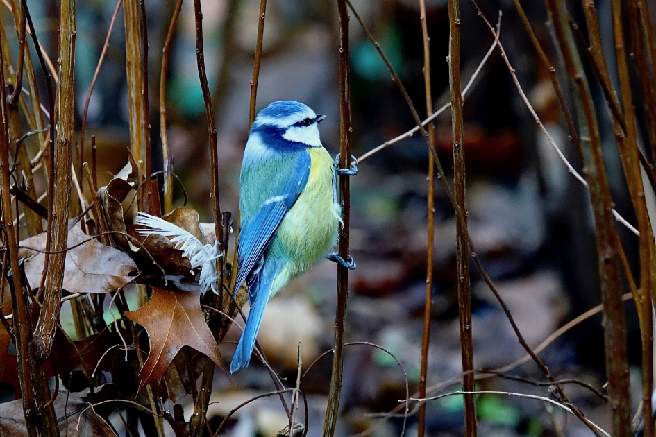 Pimpelmees - Vogels - 