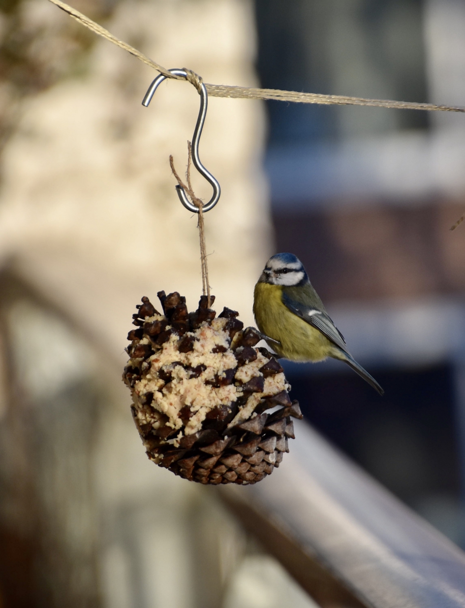 Pimpelmeesje - Vogels - 