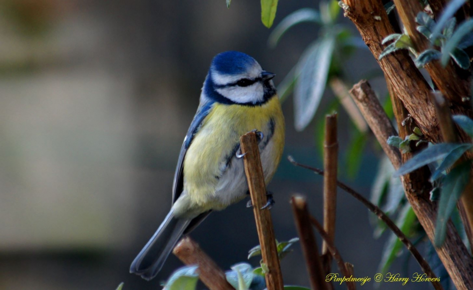 Pimpelmeesje - Vogels - Pimpelmeesje