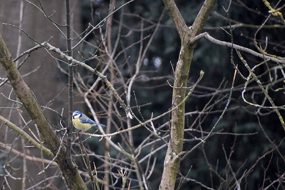 Pimpeltje - Vogels - 