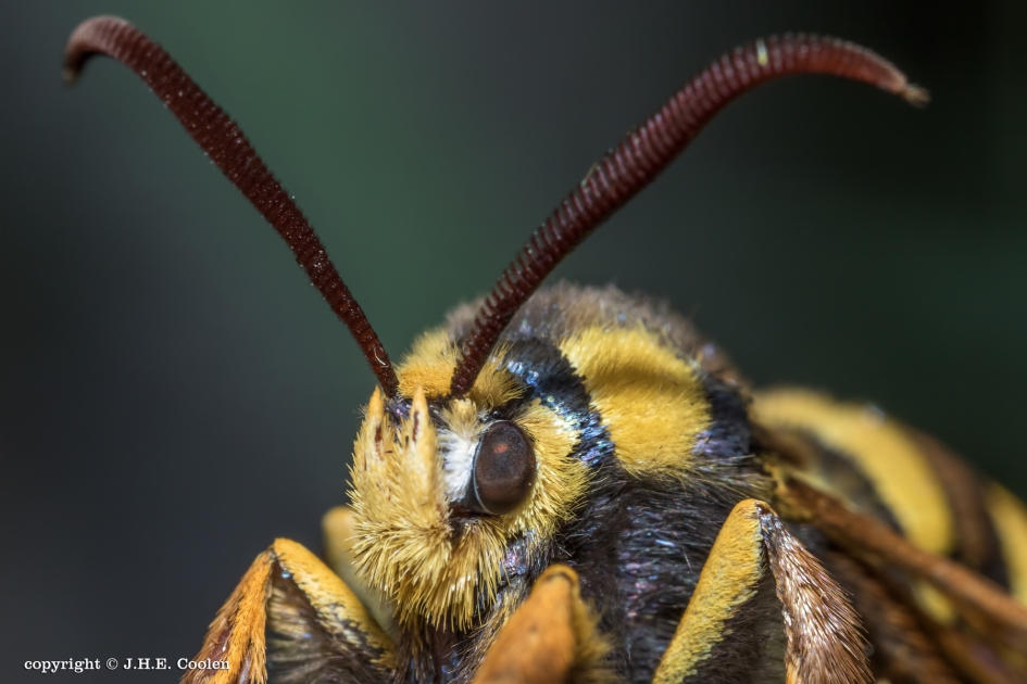 Portret van een..... - Geleedpotigen - Hoornaarvlinder
