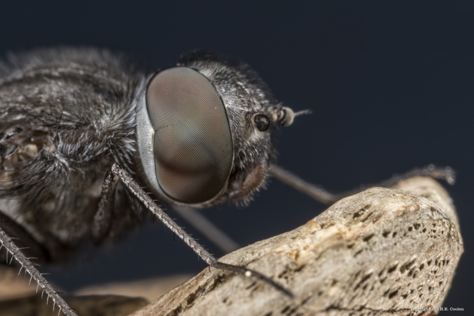 Portret van een..... - Geleedpotigen - De muurrouwzwever
