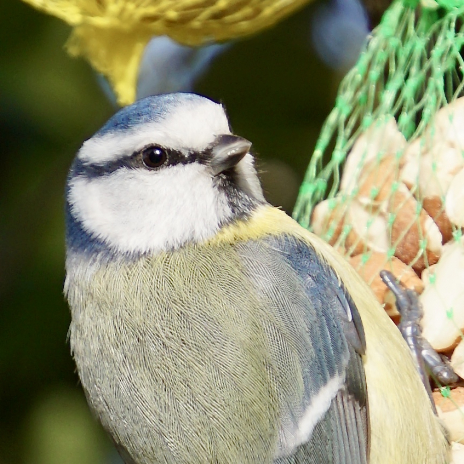 Portret van pimpelmees - Vogels - Pimpelmees