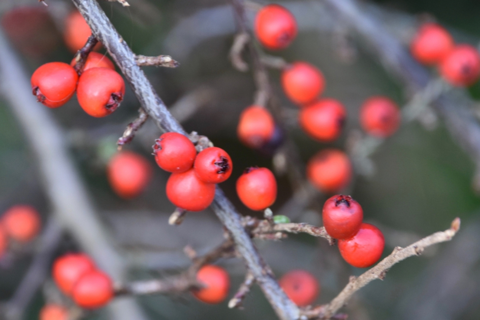 Rode bessen - Planten - 