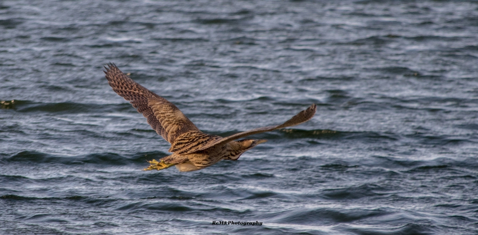 Roerdomp. - Vogels - Roerdomp.